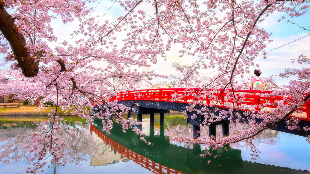 Cherry Blossom Tokyo