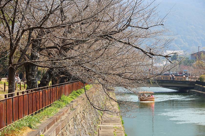 Cherry Blossom Tokyo