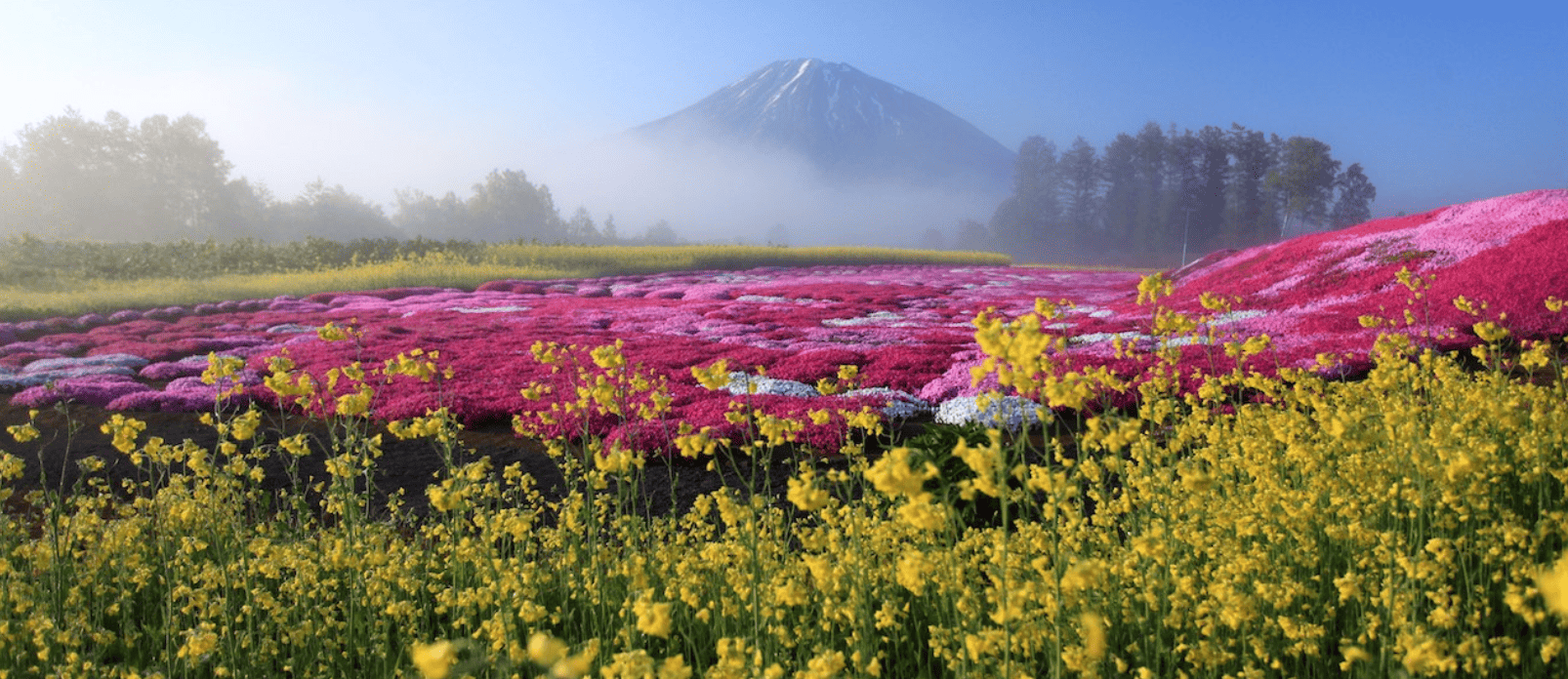 Cherry Blossom Tokyo