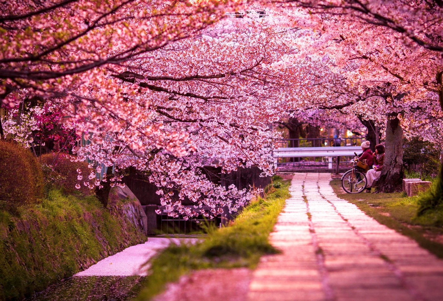 Japan Cherry Blossom 2027: Dates, Locations & How to Plan